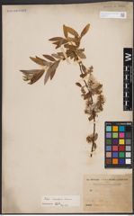 Foto von Salix chevalieri Seemen